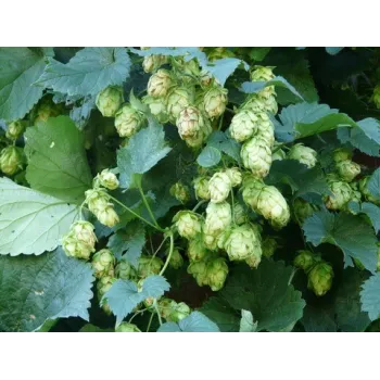 Chmel šištice 50g 
