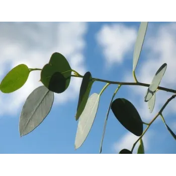 Eucalyptus leaves Rosmarinus 1 - Rosmarinus (koreni-krumlov.cz / platce DPH) 