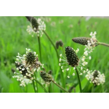 Plantain leaves Rosmarinus 1 - Rosmarinus (koreni-krumlov.cz / platce DPH) 
