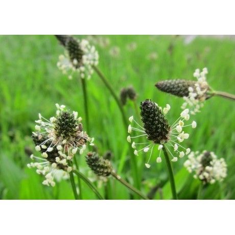 Plantain leaves Rosmarinus 1 - Rosmarinus (koreni-krumlov.cz / platce DPH) 