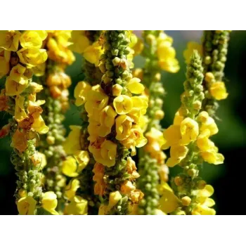 Mullein flower 30g Rosmarinus 1 - Rosmarinus (koreni-krumlov.cz / platce DPH) 