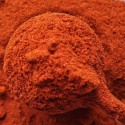 Ungarischer Gourmet-Paprika ASTA 140 Rosmarinus 3 - Rosmarinus (koreni-krumlov.cz / platce DPH) 