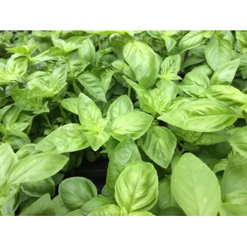 Bazalka pravá nať 50g 