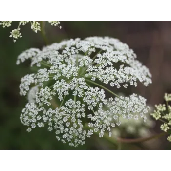 Angelika Heilwurzel 50g Rosmarinus 1 - Rosmarinus (koreni-krumlov.cz / platce DPH) 