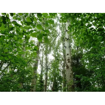 Brezový list 50g Rosmarinus 2 - Rosmarinus (koreni-krumlov.cz / platce DPH) 