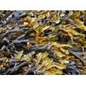 Seaweed Rosmarinus 1 - Rosmarinus (koreni-krumlov.cz / platce DPH) 