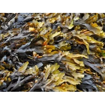Seaweed Rosmarinus 1 - Rosmarinus (koreni-krumlov.cz / platce DPH) 