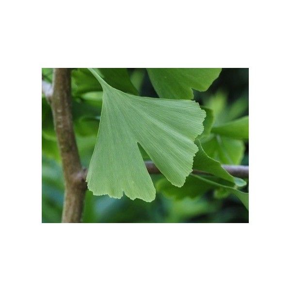 Ginkgo list 30g Rosmarinus 1 - Rosmarinus (koreni-krumlov.cz / platce DPH) 