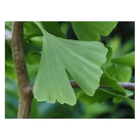 Ginkgo list 30g Rosmarinus 1 - Rosmarinus (koreni-krumlov.cz / platce DPH) 
