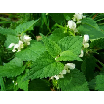 Marrubium stem Rosmarinus 1 - Rosmarinus (koreni-krumlov.cz / platce DPH) 