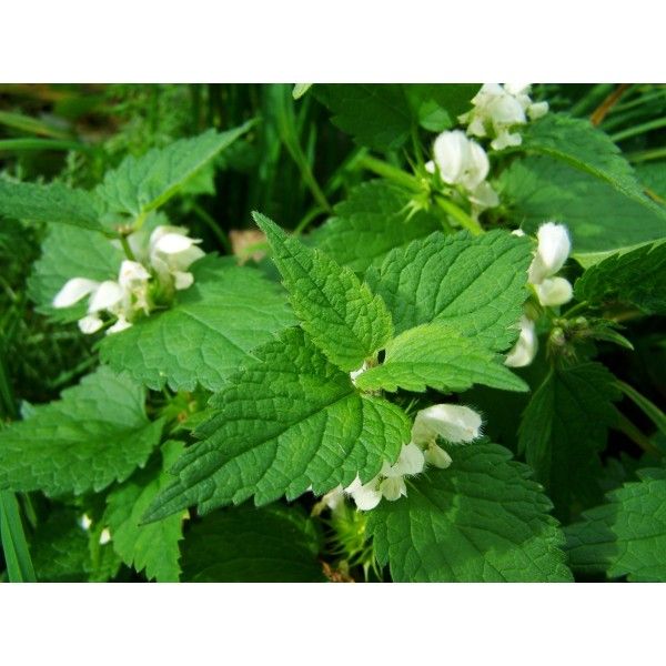 Jablečník nať 50g Rosmarinus 1 - Rosmarinus (koreni-krumlov.cz / platce DPH) 