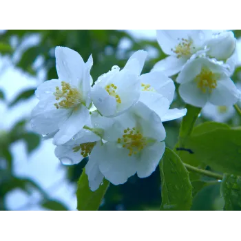Jasmine flower Rosmarinus 1 - Rosmarinus (koreni-krumlov.cz / platce DPH) 