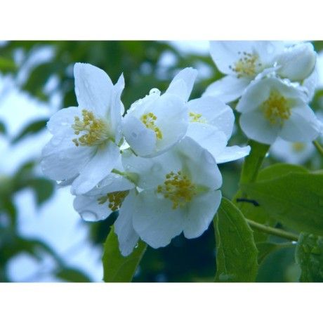 Jasmín květ 30g Rosmarinus 1 - Rosmarinus (koreni-krumlov.cz / platce DPH) 