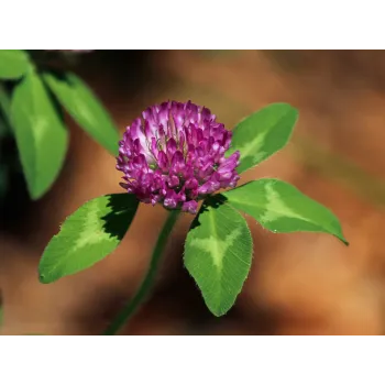 Red clover flover Rosmarinus 1 - Rosmarinus (koreni-krumlov.cz / platce DPH) 