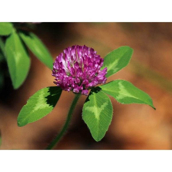 Jetel červený květ 50g 