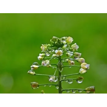 Shepherd's-purse Rosmarinus 1 - Rosmarinus (koreni-krumlov.cz / platce DPH) 