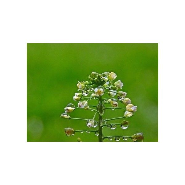 Kokoška - pastuší tobolka nať 50g Rosmarinus 1 - Rosmarinus (koreni-krumlov.cz / platce DPH) 