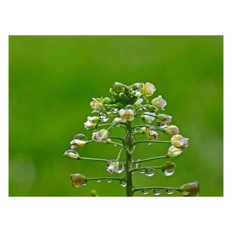 Kokoška - pastuší tobolka nať 50g Rosmarinus 1 - Rosmarinus (koreni-krumlov.cz / platce DPH) 