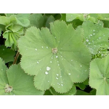 Lady's mantle stem Rosmarinus 1 - Rosmarinus (koreni-krumlov.cz / platce DPH) 