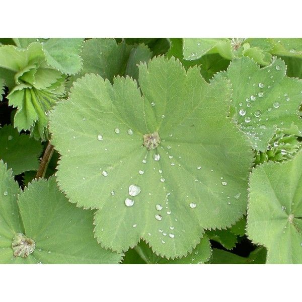 Kondryhel nať 50g Rosmarinus 1 - Rosmarinus (koreni-krumlov.cz / platce DPH) 