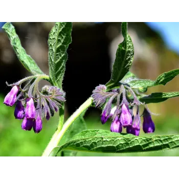 Comfrey root Rosmarinus 1 - Rosmarinus (koreni-krumlov.cz / platce DPH) 