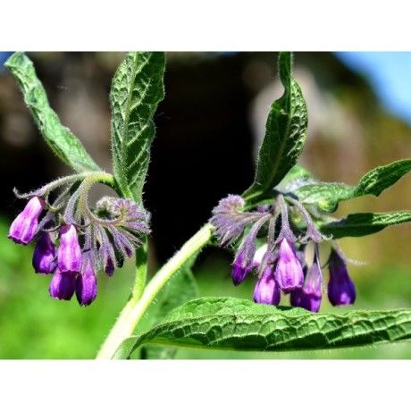 Kostival kořen 50g Rosmarinus 1 - Rosmarinus (koreni-krumlov.cz / platce DPH) 