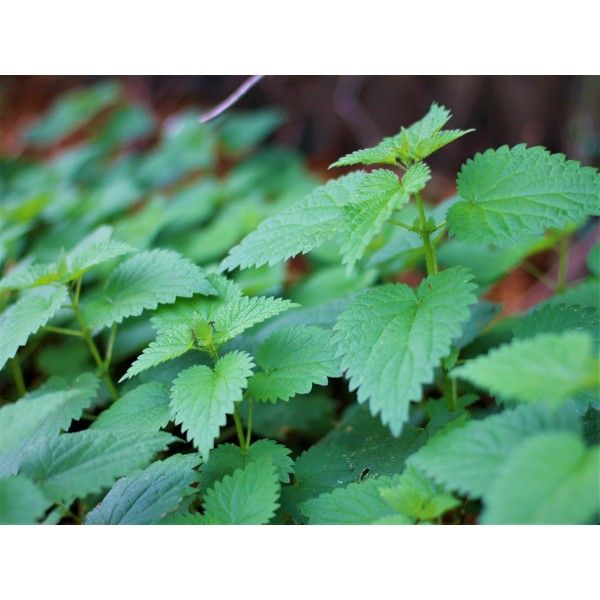 Kopřiva nať 50g Rosmarinus 1 - Rosmarinus (koreni-krumlov.cz / platce DPH) 