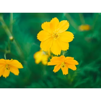 Puncture vine stem Rosmarinus 1 - Rosmarinus (koreni-krumlov.cz / platce DPH) 