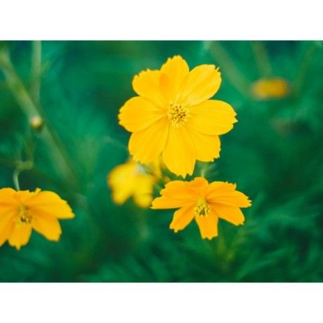 Kotvičník nať Rosmarinus 1 - Rosmarinus (koreni-krumlov.cz / platce DPH) 