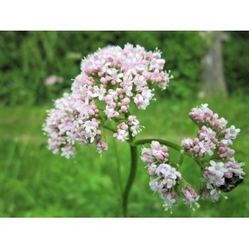 Valerian root Rosmarinus 1 - Rosmarinus (koreni-krumlov.cz / platce DPH) 