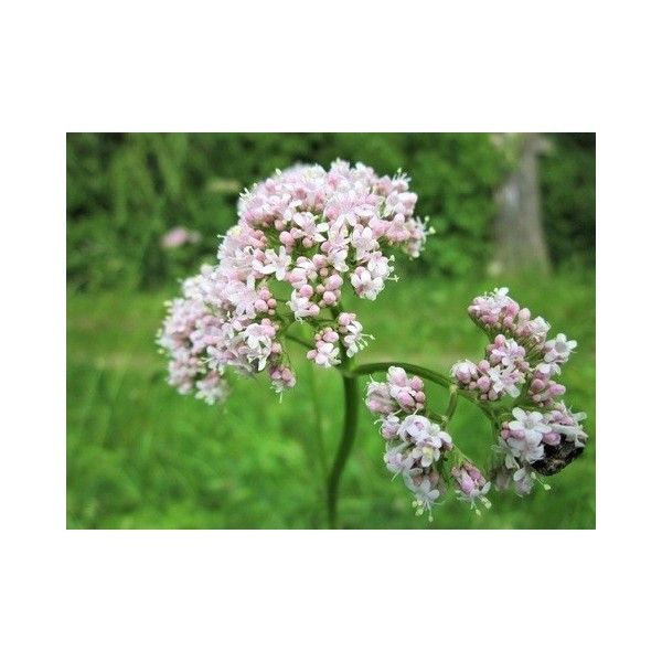 Kozlík kořen Rosmarinus 1 - Rosmarinus (koreni-krumlov.cz / platce DPH) 