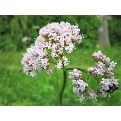 Kozlík kořen Rosmarinus 1 - Rosmarinus (koreni-krumlov.cz / platce DPH) 