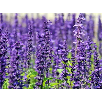 Lavender flower Rosmarinus 1 - Rosmarinus (koreni-krumlov.cz / platce DPH) 