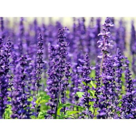 Lavender flower Rosmarinus 1 - Rosmarinus (koreni-krumlov.cz / platce DPH) 