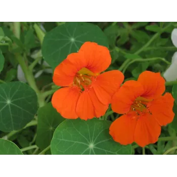 Nasturium seed Rosmarinus 1 - Rosmarinus (koreni-krumlov.cz / platce DPH) 