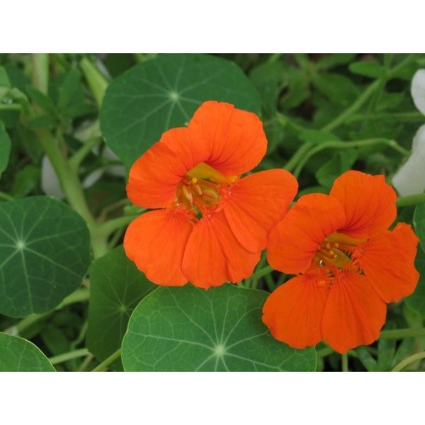 Lichořeřišnice semeno Rosmarinus 1 - Rosmarinus (koreni-krumlov.cz / platce DPH) 