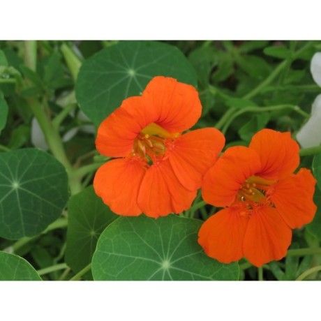 Lichořeřišnice semeno Rosmarinus 1 - Rosmarinus (koreni-krumlov.cz / platce DPH) 