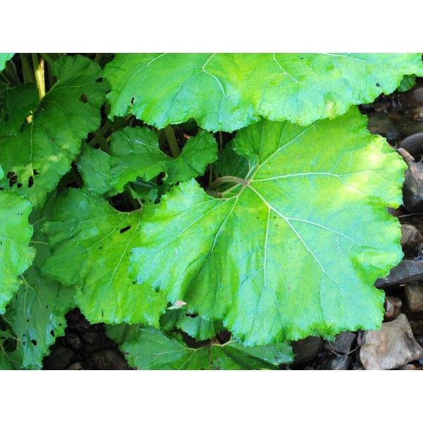 Lopuch kořen Rosmarinus 1 - Rosmarinus (koreni-krumlov.cz / platce DPH) 