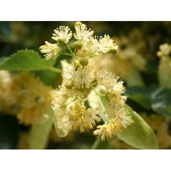 Linden flower Rosmarinus 1 - Rosmarinus (koreni-krumlov.cz / platce DPH) 