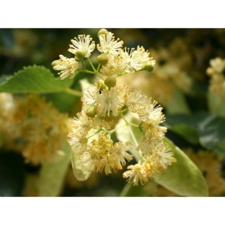 Lípa květ Rosmarinus 1 - Rosmarinus (koreni-krumlov.cz / platce DPH) 