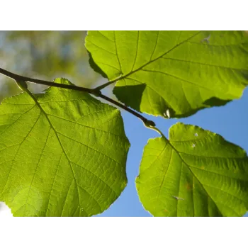 Líska list Rosmarinus 1 - Rosmarinus (koreni-krumlov.cz / platce DPH) 