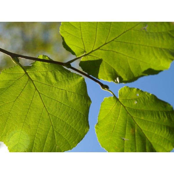 Líska list Rosmarinus 1 - Rosmarinus (koreni-krumlov.cz / platce DPH) 