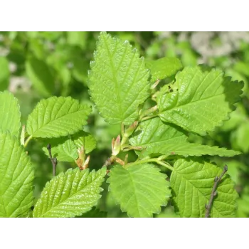 Raspberry leaves Rosmarinus 2 - Rosmarinus (koreni-krumlov.cz / platce DPH) 