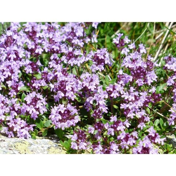 Mateřídouška nať Rosmarinus 1 - Rosmarinus (koreni-krumlov.cz / platce DPH) 