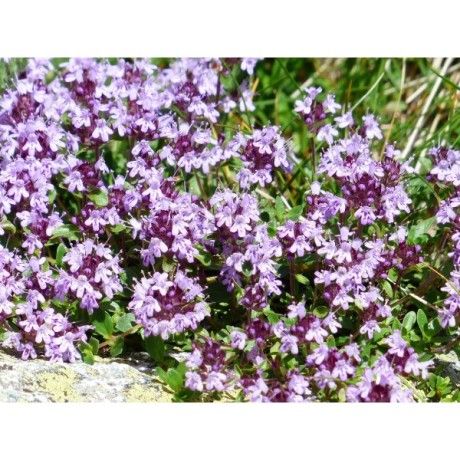 Mateřídouška nať Rosmarinus 1 - Rosmarinus (koreni-krumlov.cz / platce DPH) 