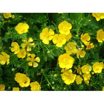 Silverweed stem Rosmarinus 1 - Rosmarinus (koreni-krumlov.cz / platce DPH) 