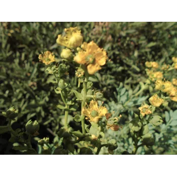 Mochna stříbrná nať Rosmarinus 1 - Rosmarinus (koreni-krumlov.cz / platce DPH) 