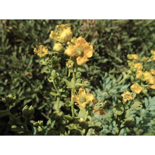 Mochna stříbrná nať 