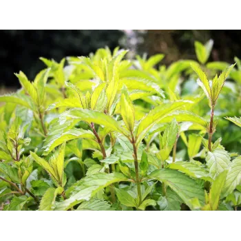 Mint leaves Rosmarinus 1 - Rosmarinus (koreni-krumlov.cz / platce DPH) 