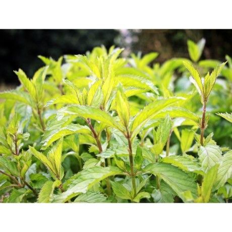 Máta nať Rosmarinus 1 - Rosmarinus (koreni-krumlov.cz / platce DPH) 